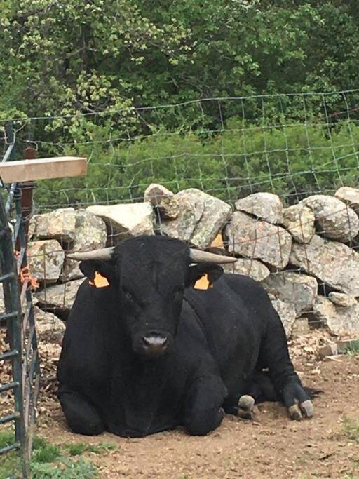 Nima Navacerrada Βίλα Εξωτερικό φωτογραφία